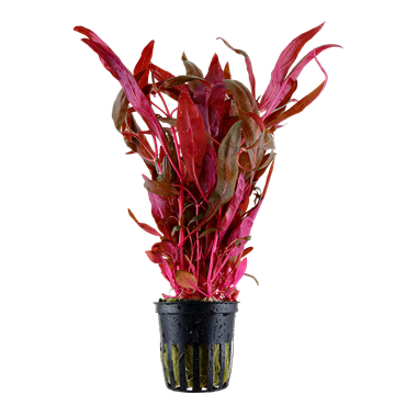 Alternanthera reineckii var. roseafolia
