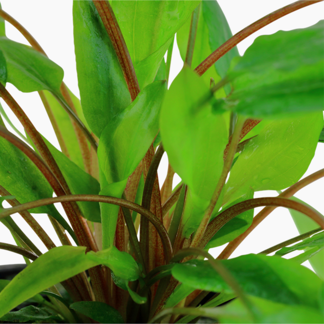 Cryptocoryne Wendtii 'Green'