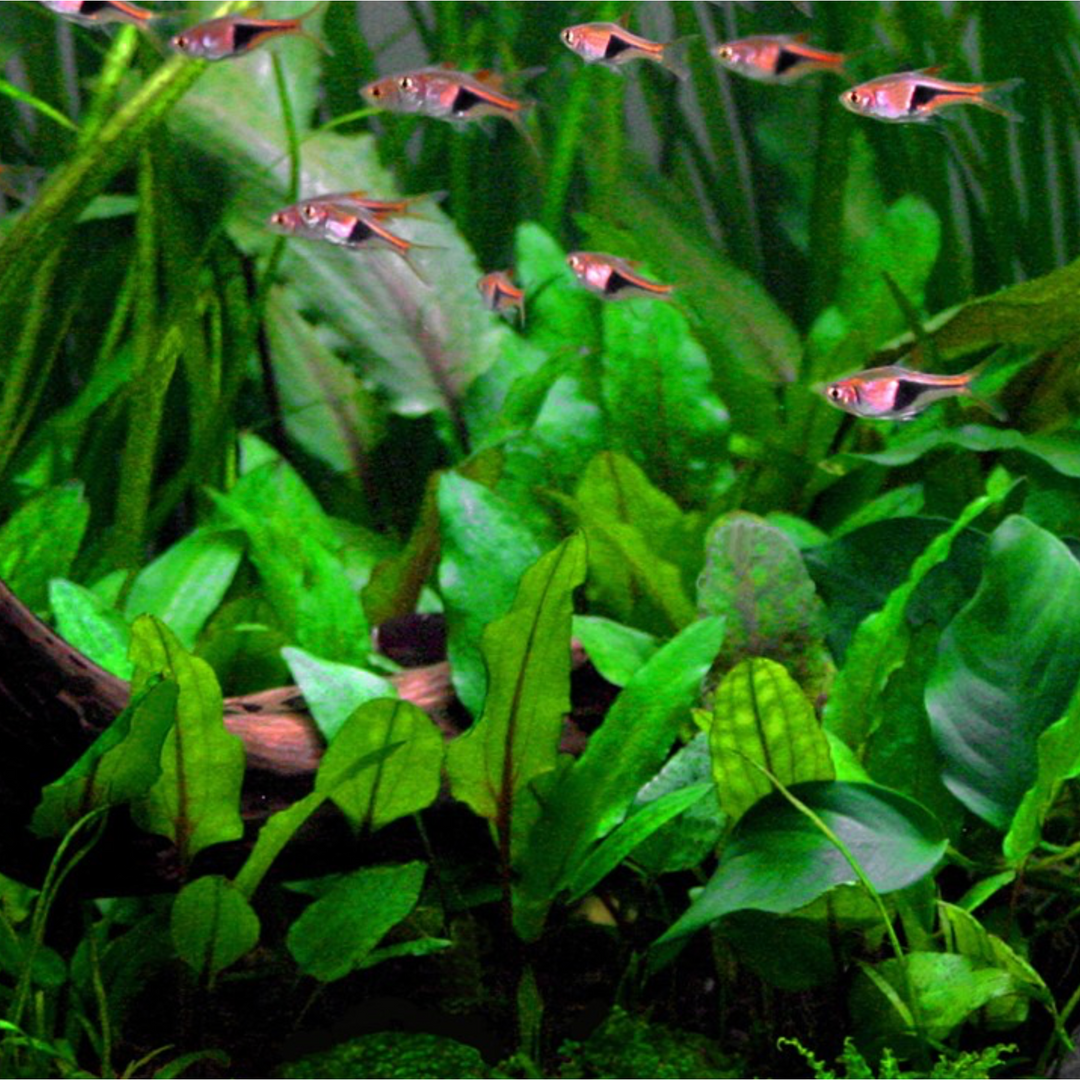 Cryptocoryne Wendtii 'Green'