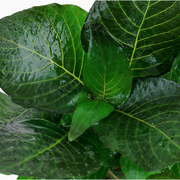 Hygrophila corymbosa 'Compact'