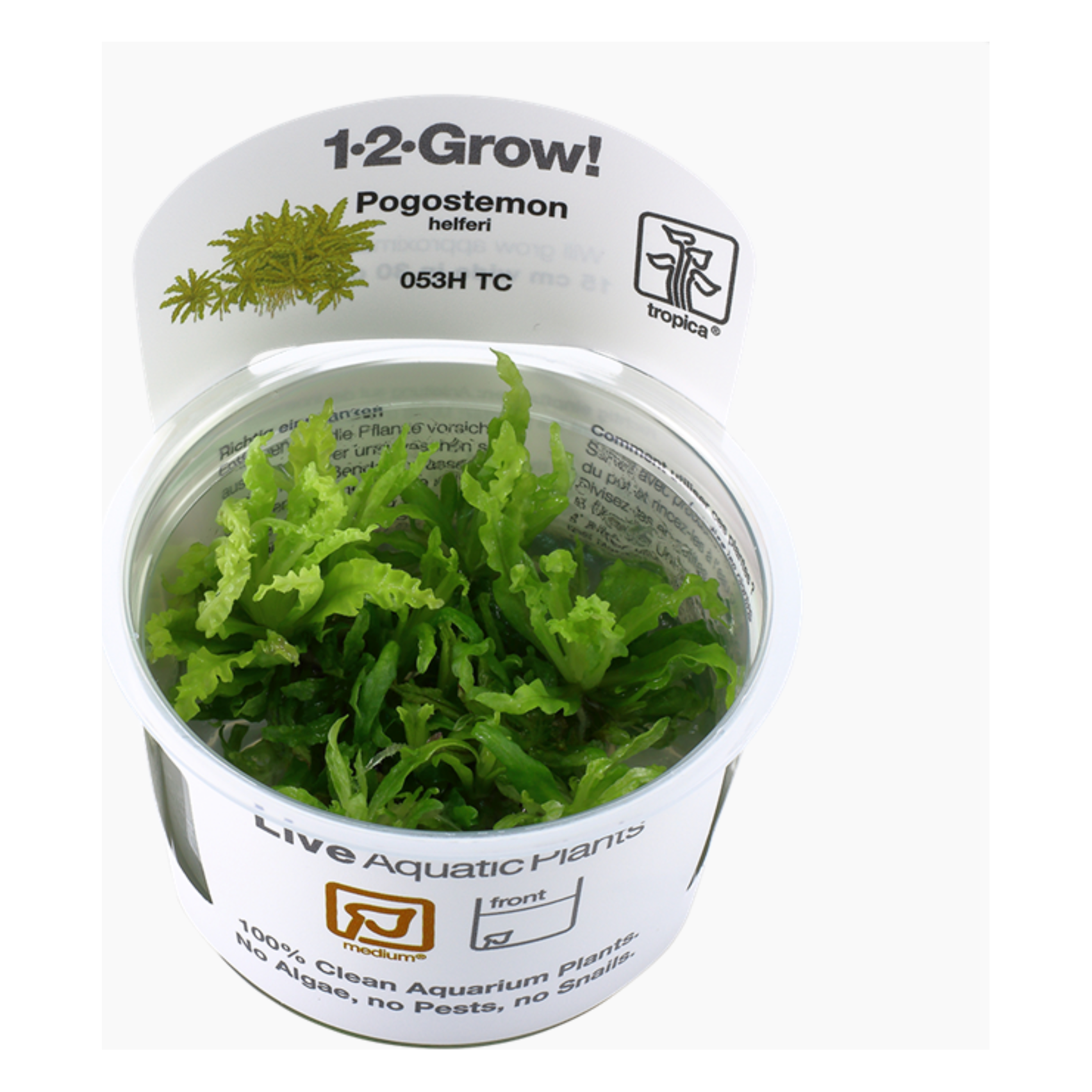 Pogostemon helferi (Tissue Culture) - Thumbnail 2