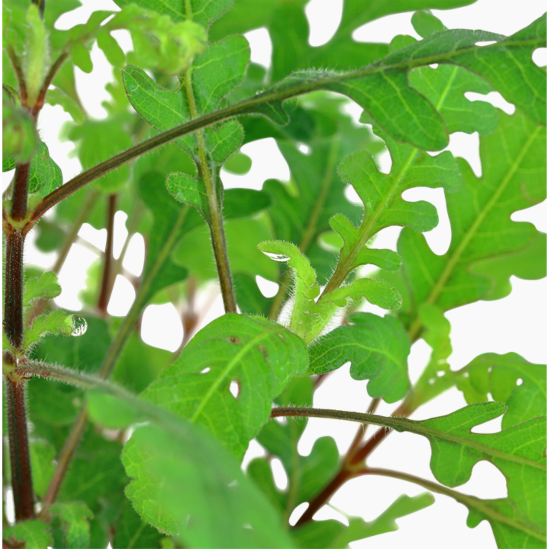 Hygrophila Pinnatifida