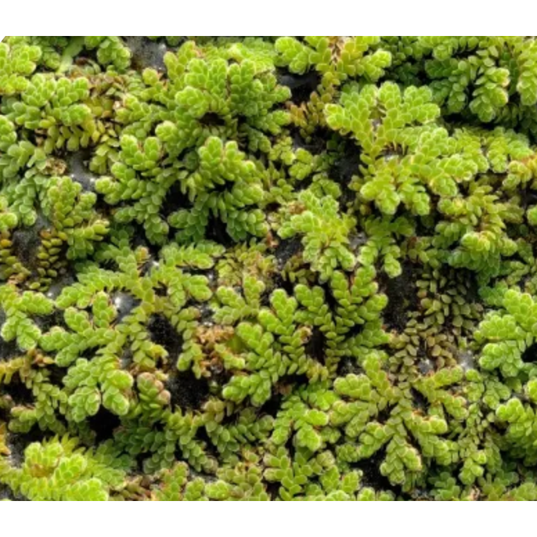 Azolla (Azolla Caroliniana)