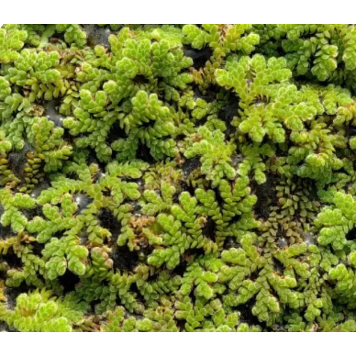 Azolla (Azolla Caroliniana)