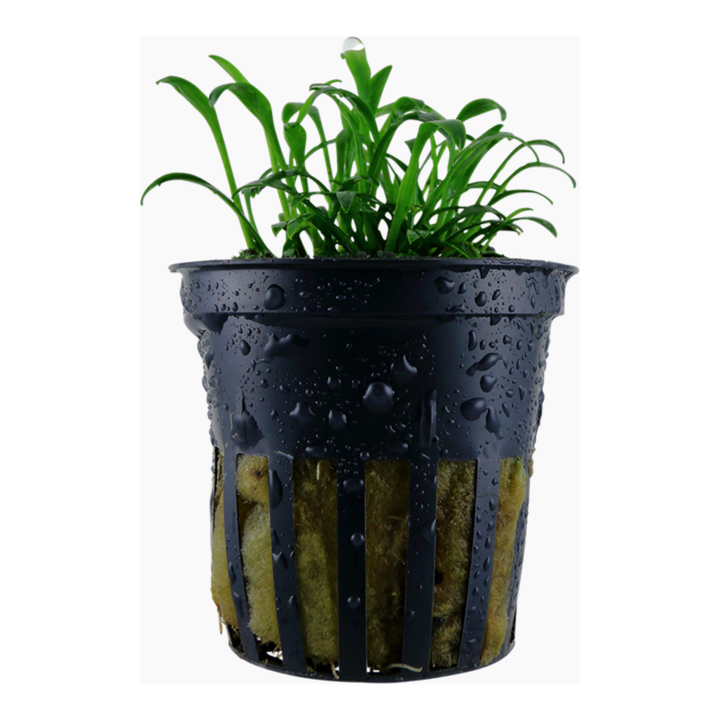 Cryptocoryne Parva