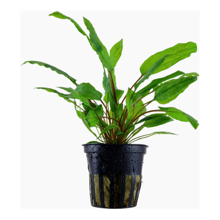 Cryptocoryne Wendtii 'Green'