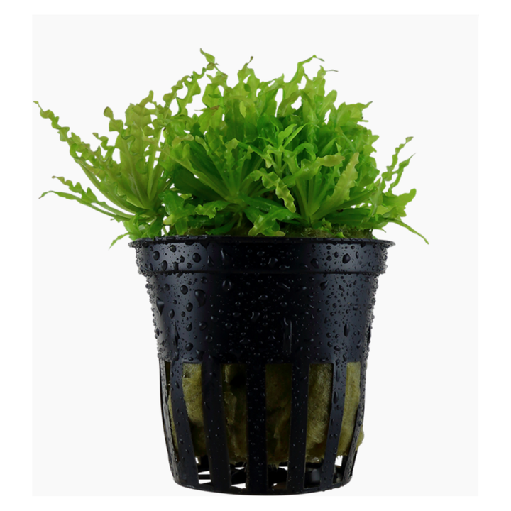 Pogostemon Helferi (TROPICA)