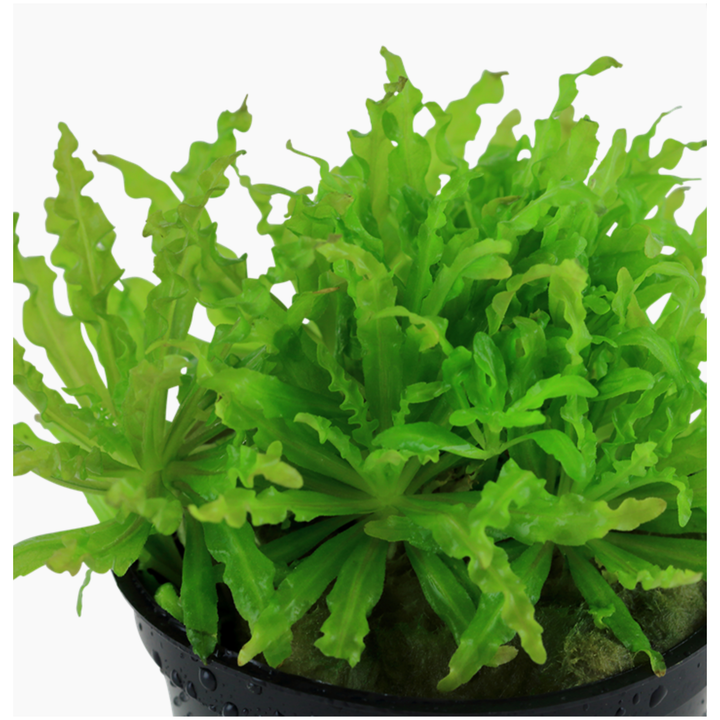 Pogostemon Helferi (TROPICA)