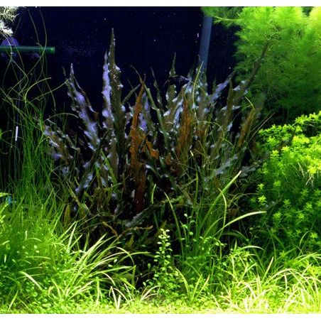 Cryptocoryne Wendtii RED 'Mi Oya'