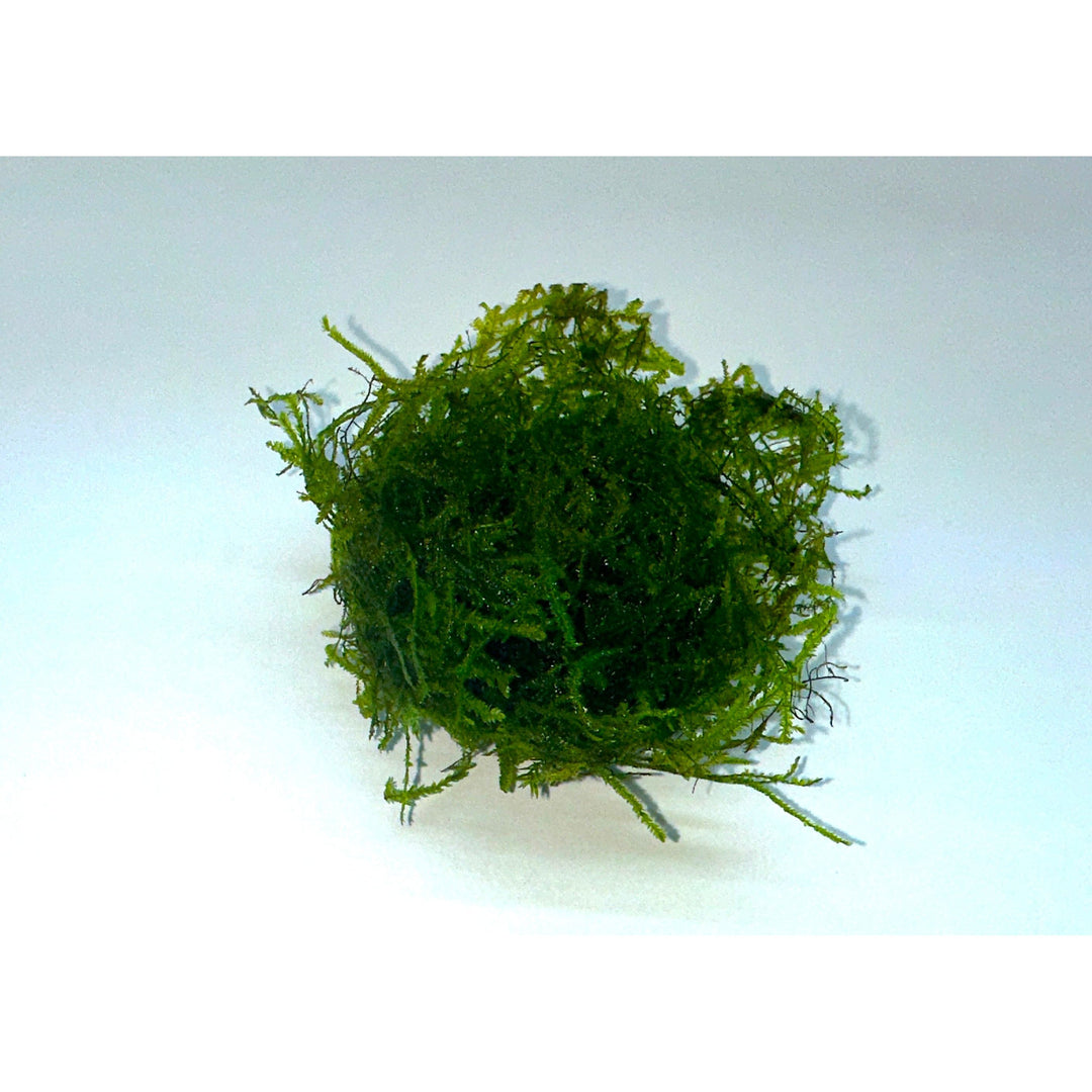 Taiwan Moss (Taxiphyllum  'Taiwan')