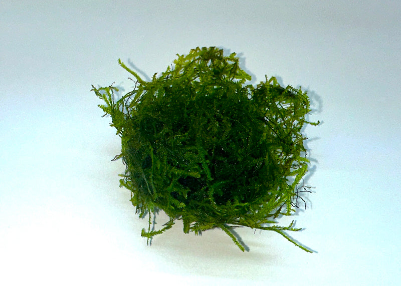 Taiwan Moss (Taxiphyllum  &