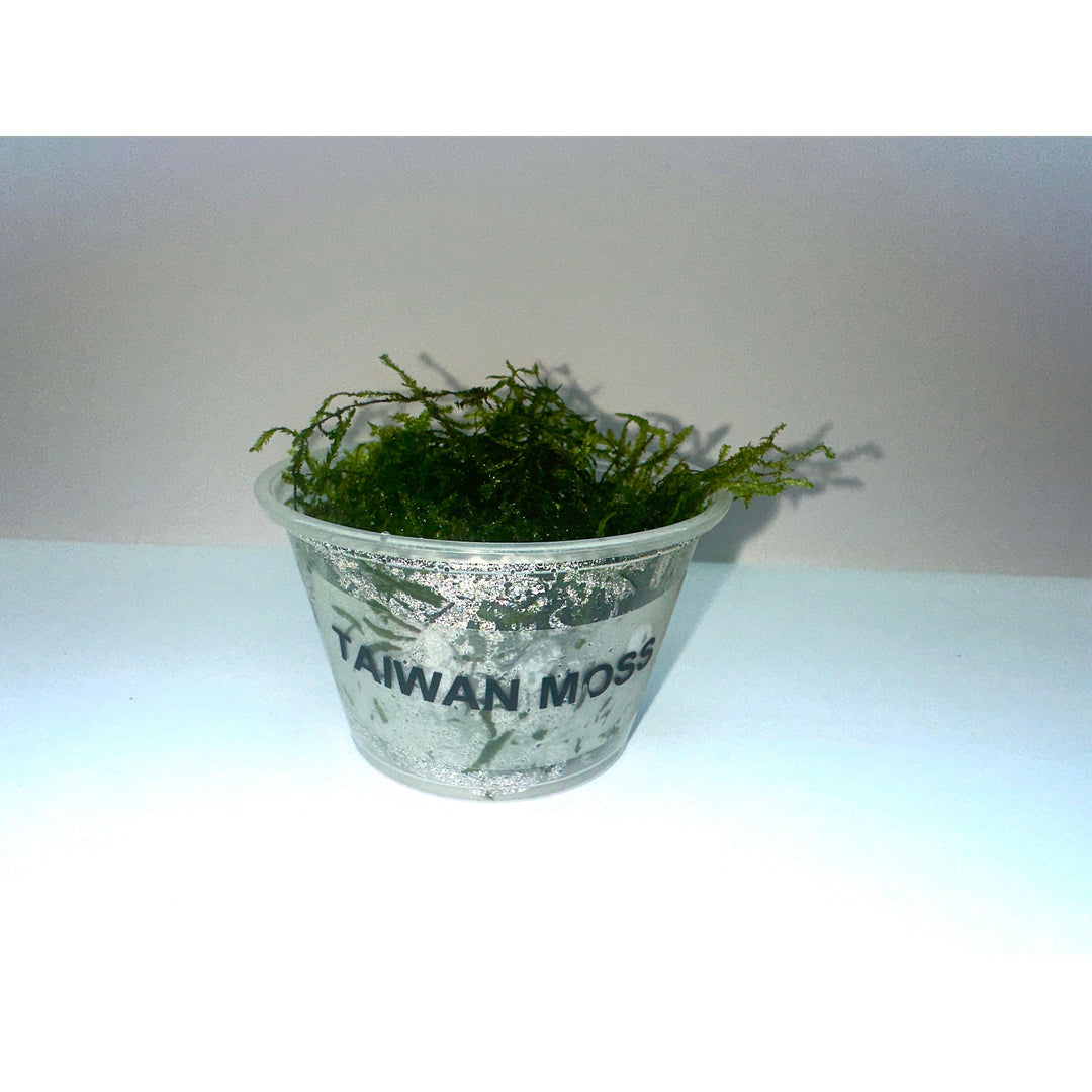Taiwan Moss (Taxiphyllum  'Taiwan')
