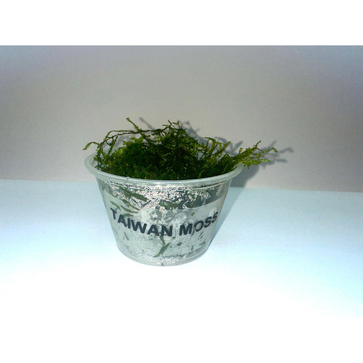 Taiwan Moss (Taxiphyllum  'Taiwan')