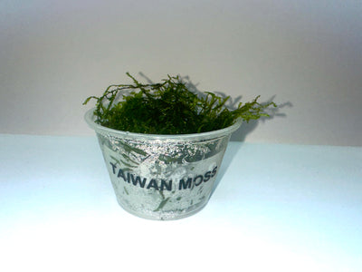 Taiwan Moss (Taxiphyllum  'Taiwan')