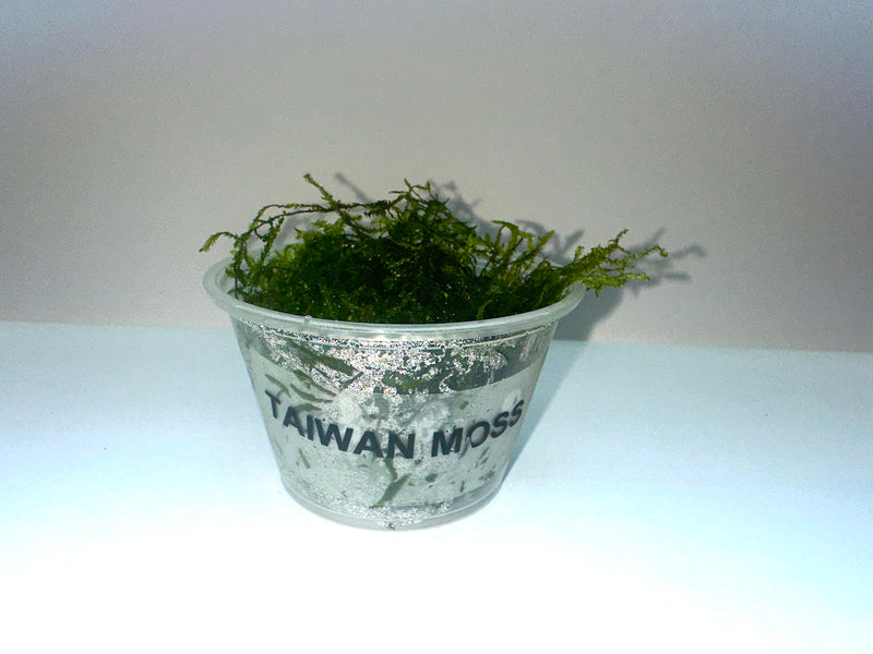 Taiwan Moss (Taxiphyllum  &