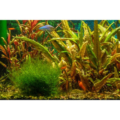 Java Moss (Taxiphyllum barbieri)