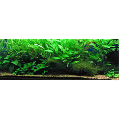 Java Moss (Taxiphyllum barbieri)