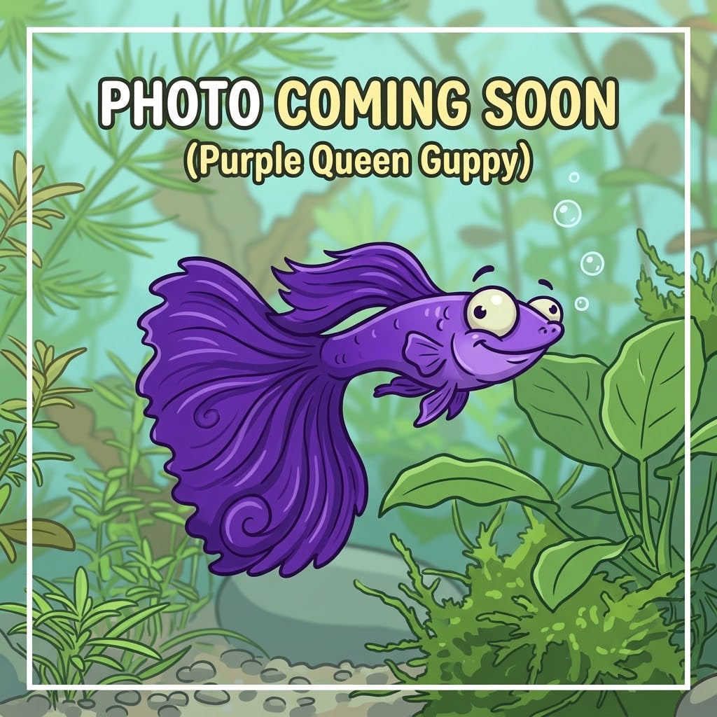 Purple Queen Guppy (Poecilia reticulata) (Males)