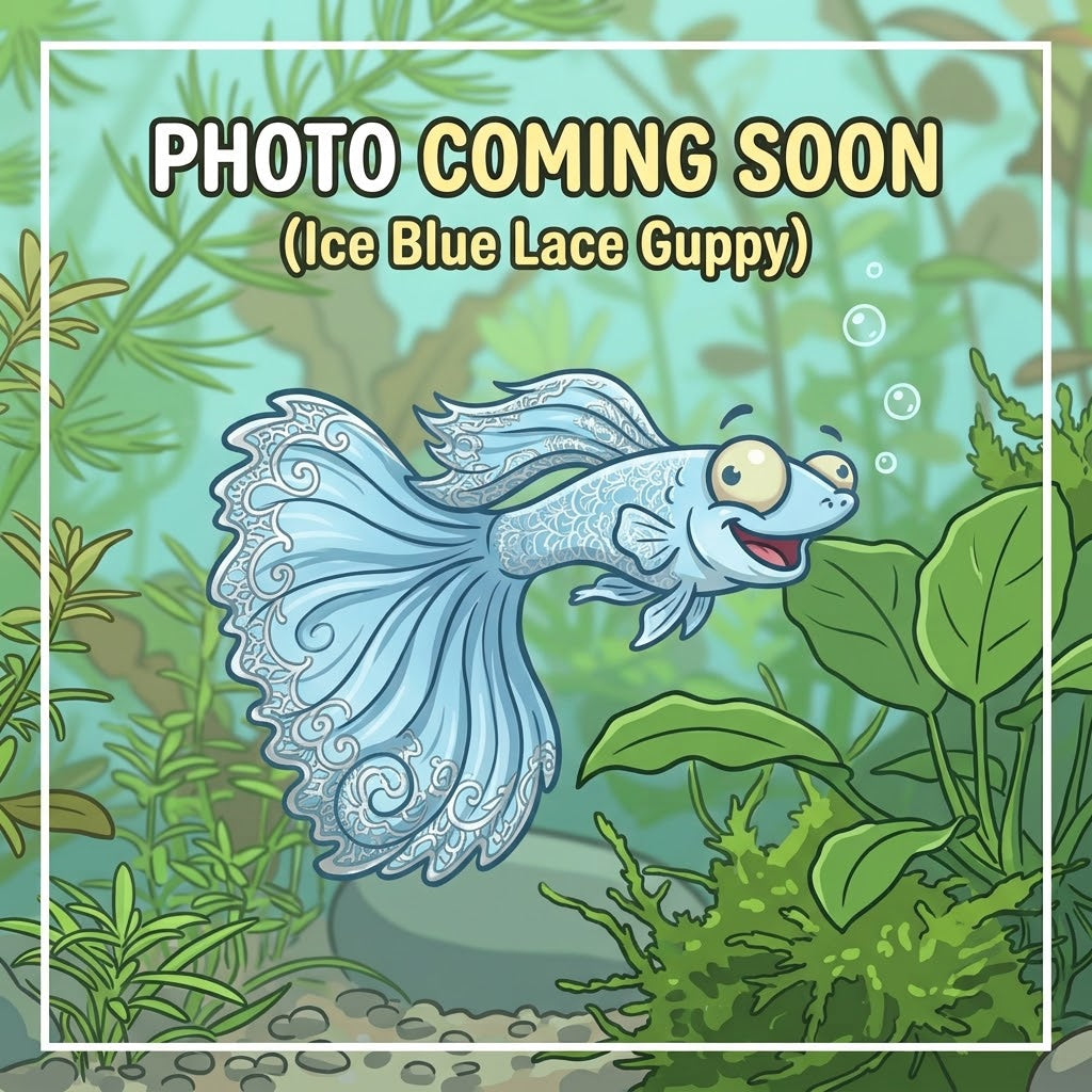 Ice Blue Lace Guppy (Home Bred PAIR 1M$1F)