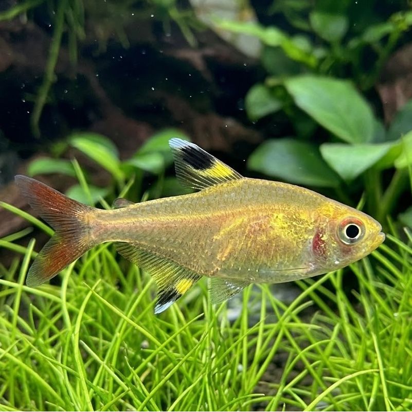 Gold X-Ray Tetra (Pristella maxillaris) (Unsexed)