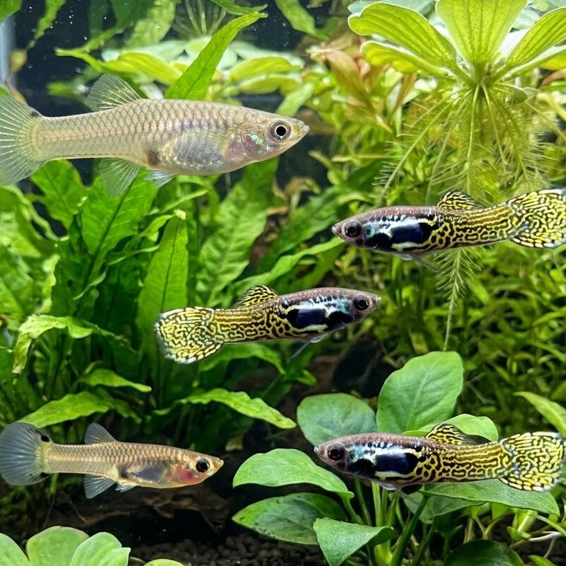 Black Cobra Endler’s Livebearer (Males)