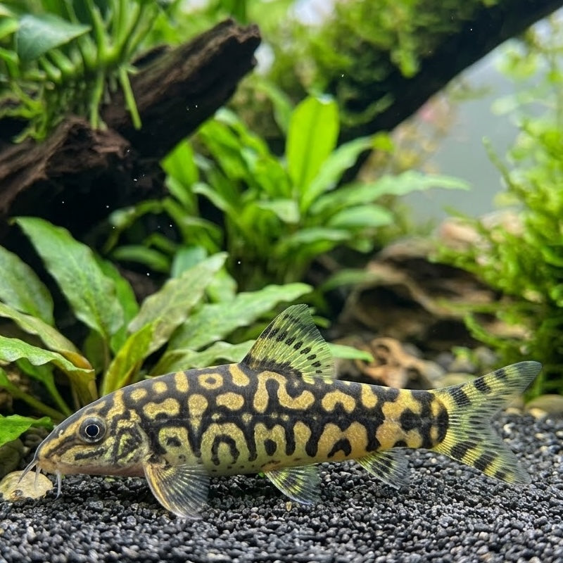 Dwarf Chain Loach (Ambastaia sidthimunki)