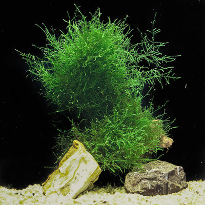 Java Moss (Taxiphyllum barbieri)