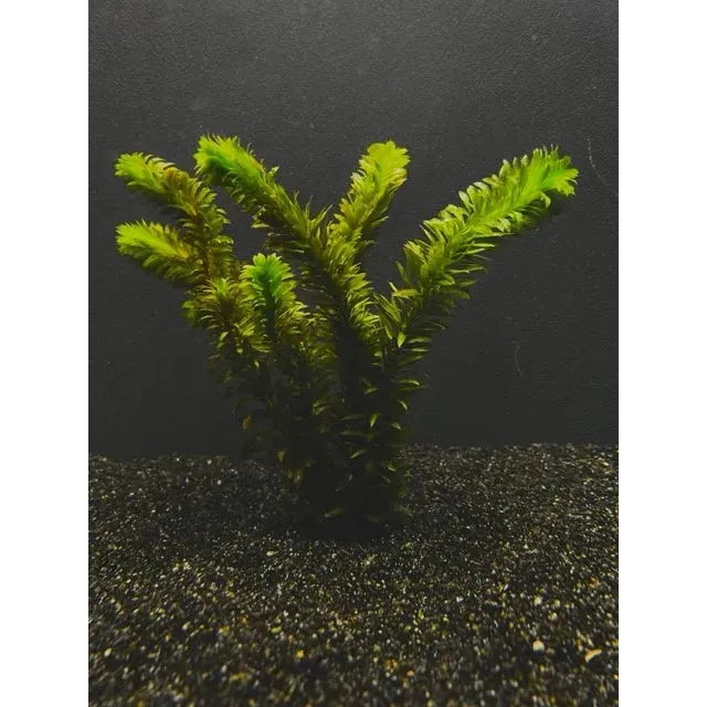 Anacharis (Elodea densa)