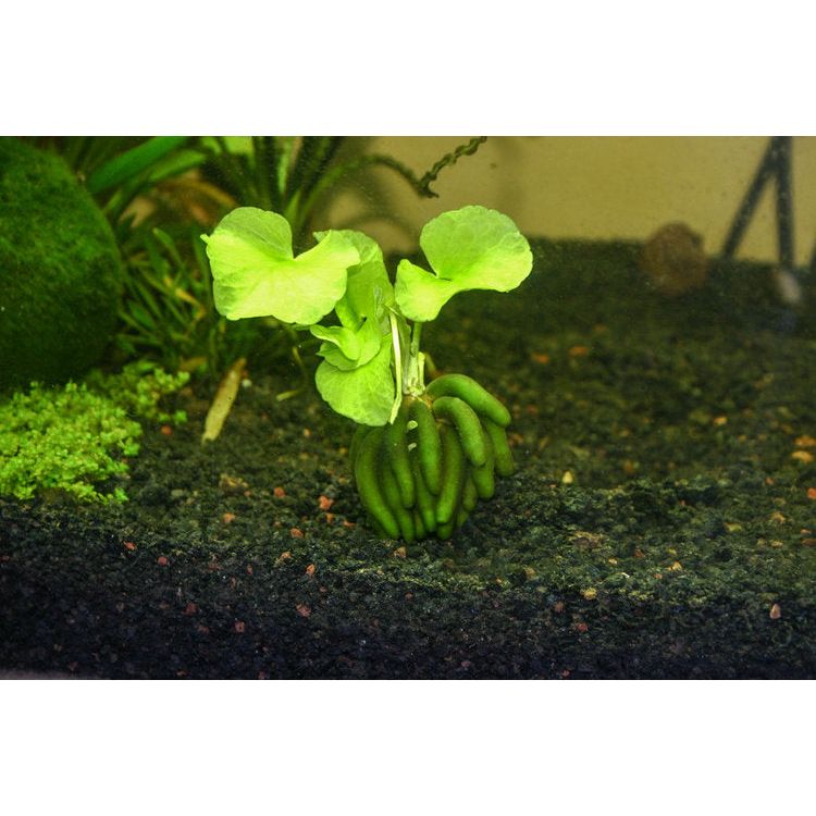 Banana Plant (Nymphoides Aquatica)