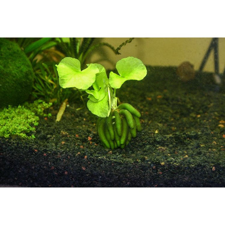 Banana Plant (Nymphoides Aquatica)