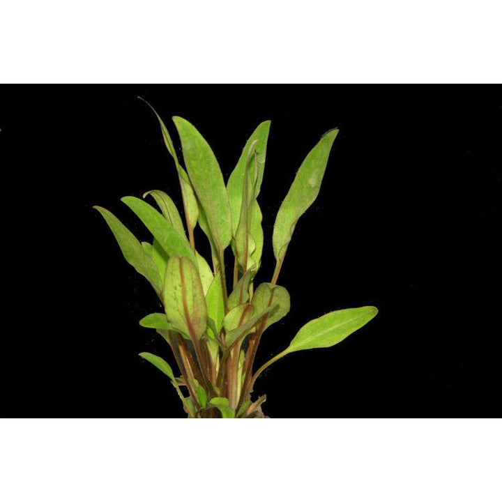 Cryptocoryne Lutea