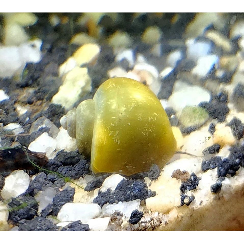 Jade Mystery Snail – KGTropicals