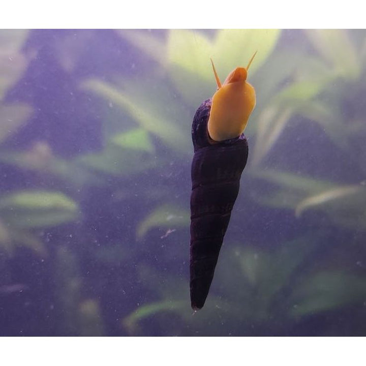 Poso Orange Rabbit Snail