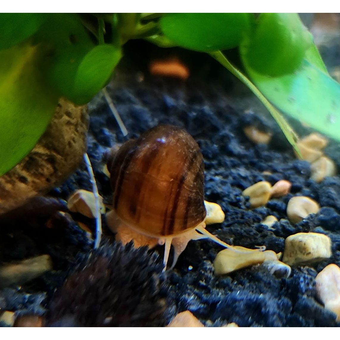 Albino Mystery Snail – KGTropicals