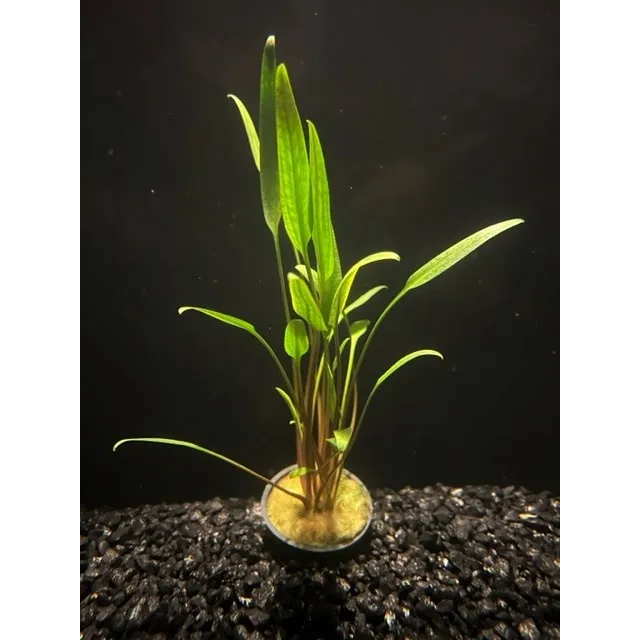 Cryptocoryne Lucens