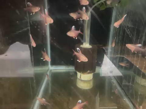 Candy Cane Tetra (Hyphessobrycon sp. HY511) (Unsexed)