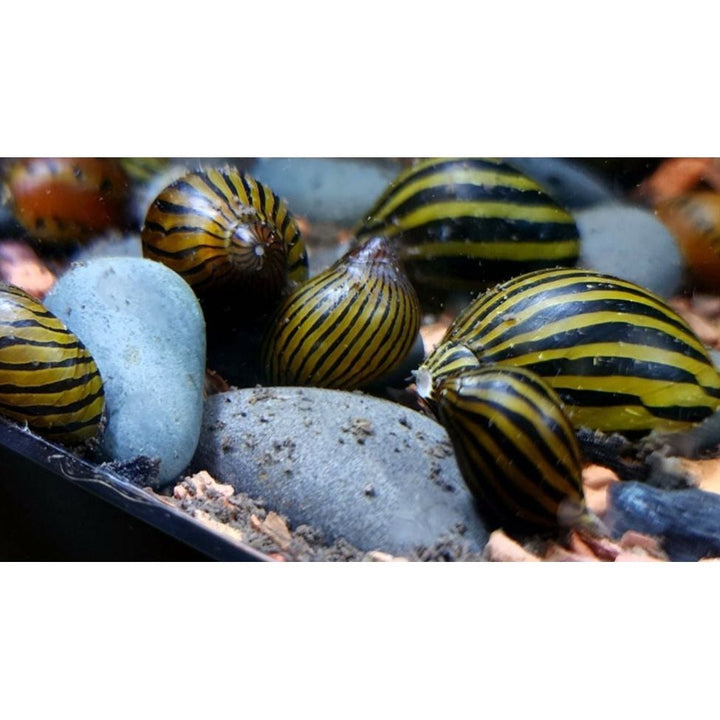 Nerite Variety 3 pack