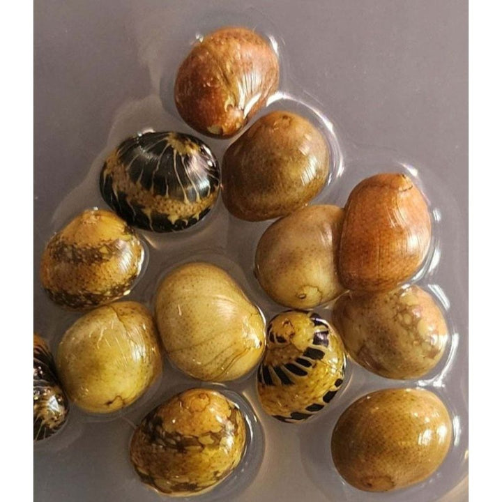 Nerite Variety 3 pack