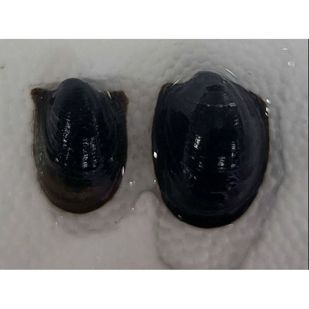 Nerite Variety 3 pack