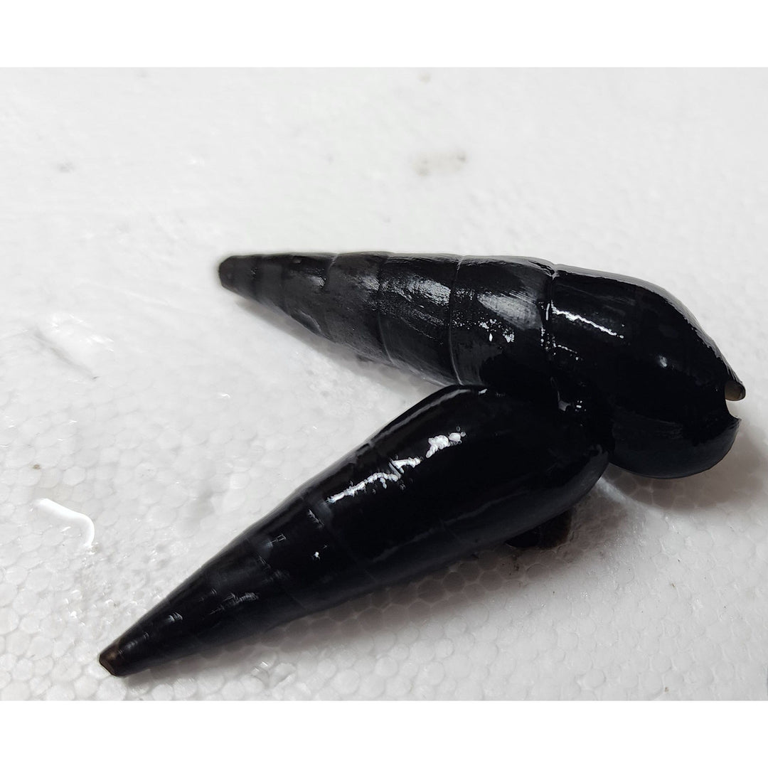 Volcano Rabbit Snail