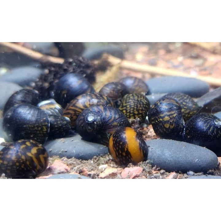 Nerite Variety 3 pack
