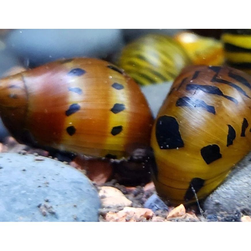 Nerite Variety 3 pack
