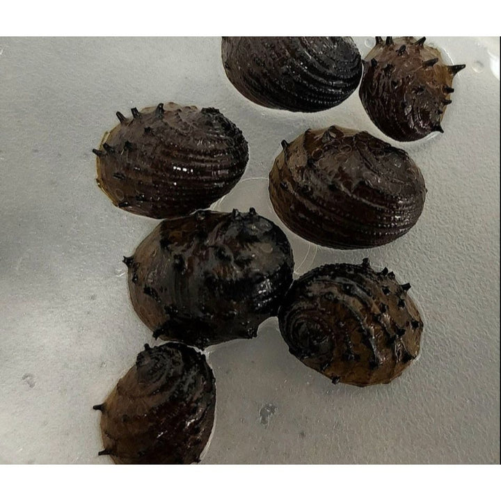 Nerite Variety 3 pack