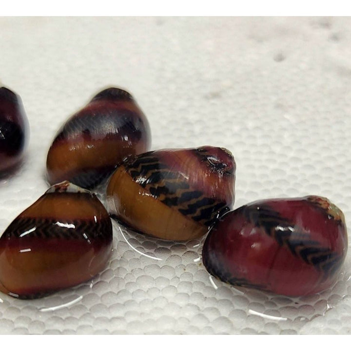 Nerite Variety 3 pack