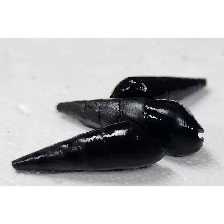 Volcano Rabbit Snail