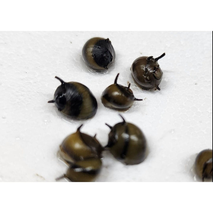 Nerite Variety 3 pack