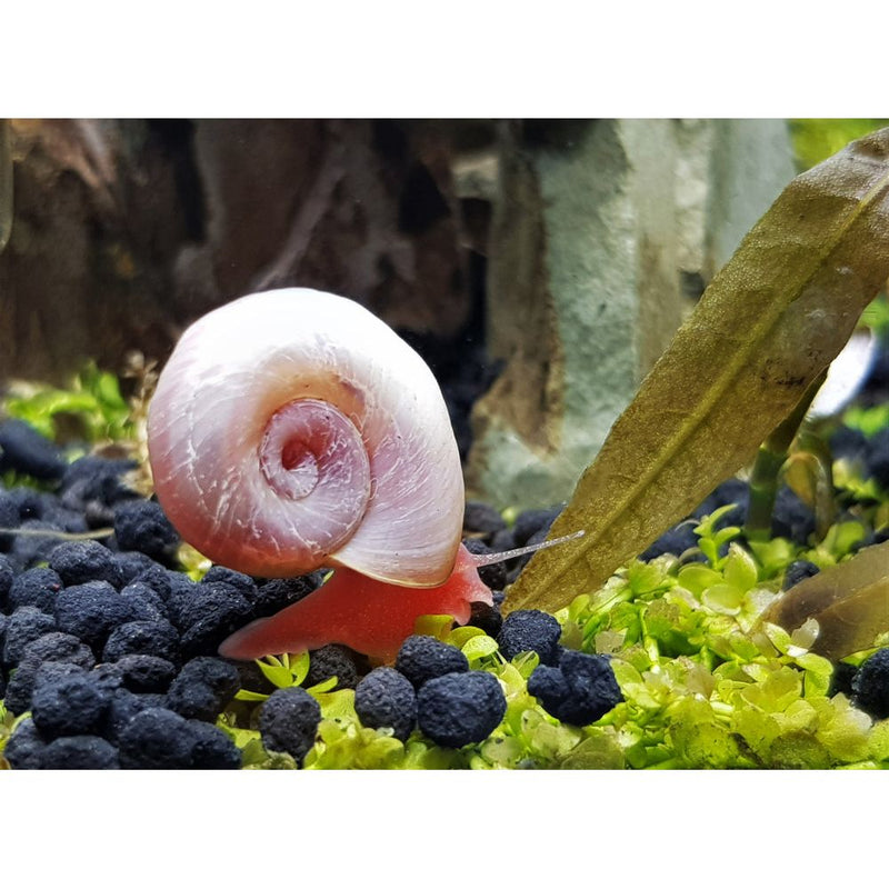 Pink Snail Shell Great Pink Sea Snail