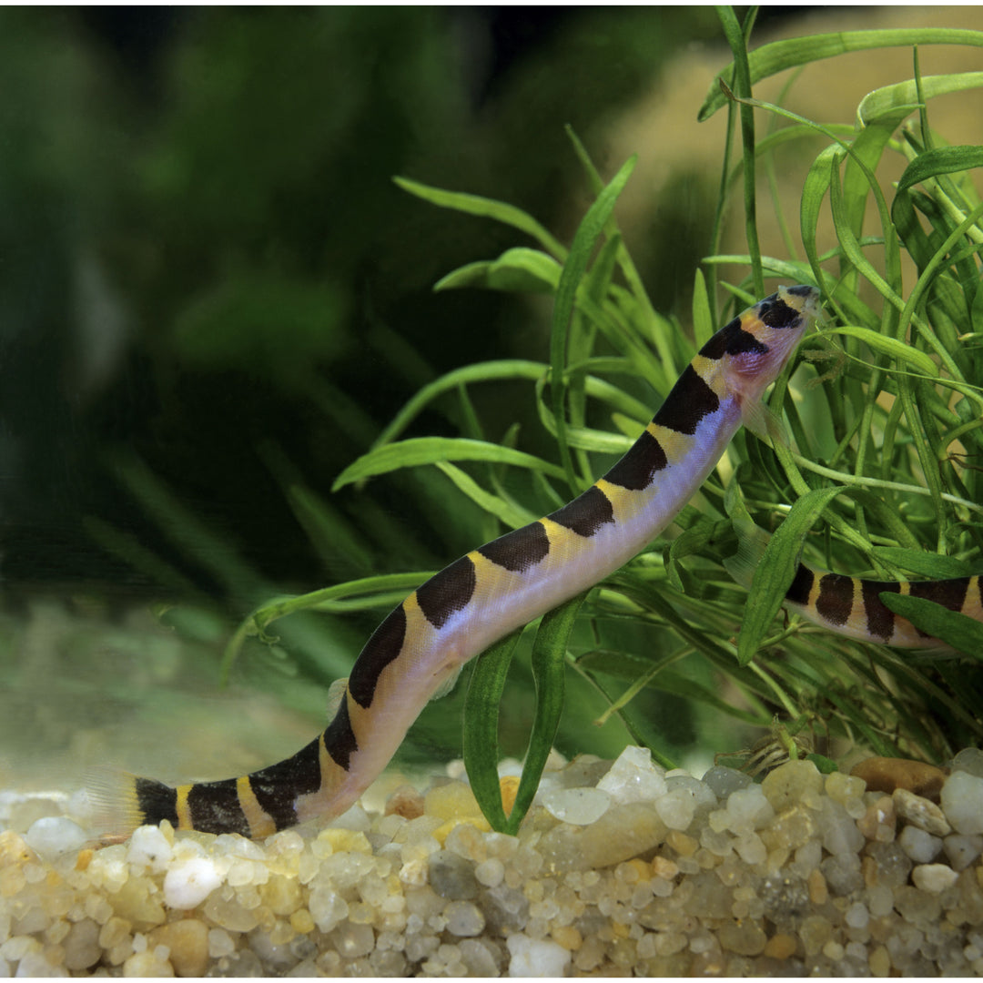 Kuhli Loach (Pangio kuhlii) (Unsexed)
