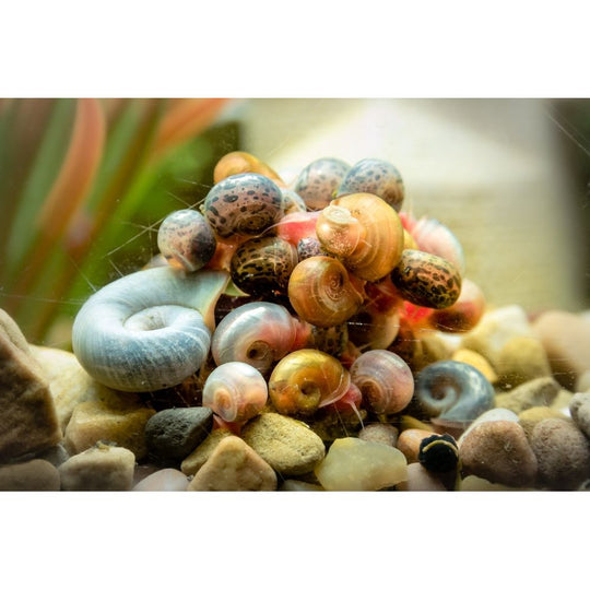 RAMSHORN SNAILS (ASSORTED BLUE, PINK,GREY,GOLD)