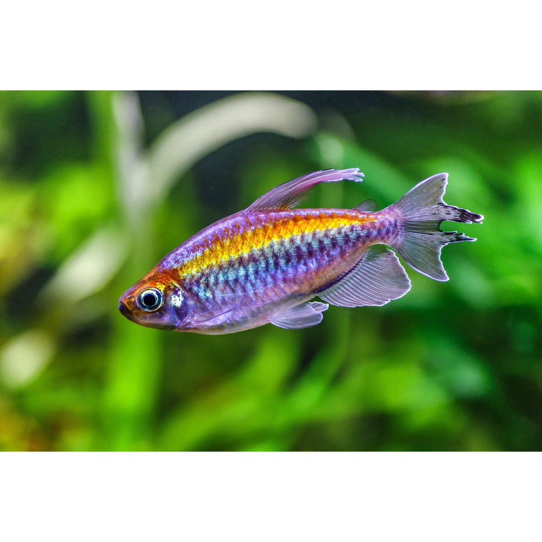 Congo Tetra (Phenacogrammus interruptus)